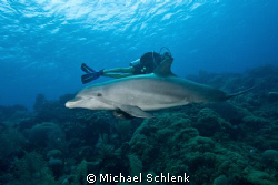 Bottlenose dolphin and diver by Michael Schlenk 